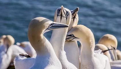 kaiyun登录入口-全北蔚山死敌对决再掀高潮，全北蔚山是一个老板吗