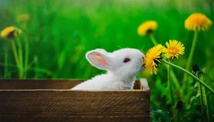 kaiyun登录入口-全北蔚山死敌对决再掀高潮，全北蔚山是一个老板吗